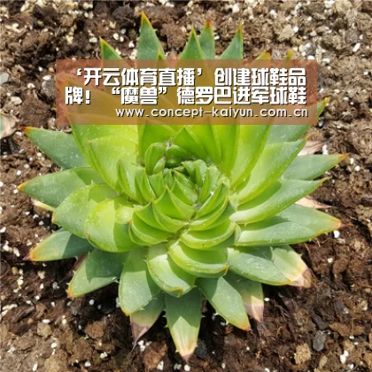 ‘开云体育直播’创建球鞋品牌！“魔兽”德罗巴进军球鞋时髦范畴